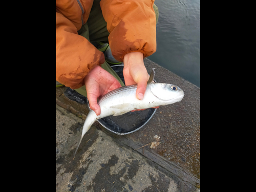 ボラの釣果