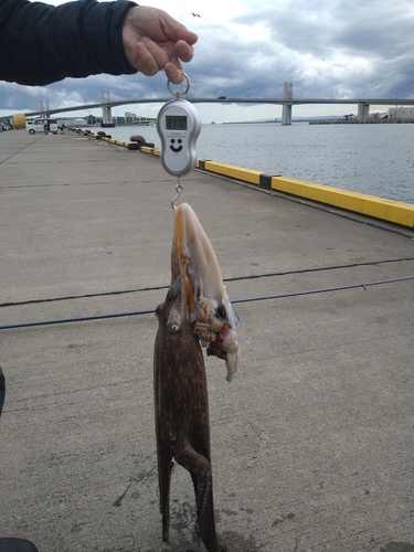 タコの釣果