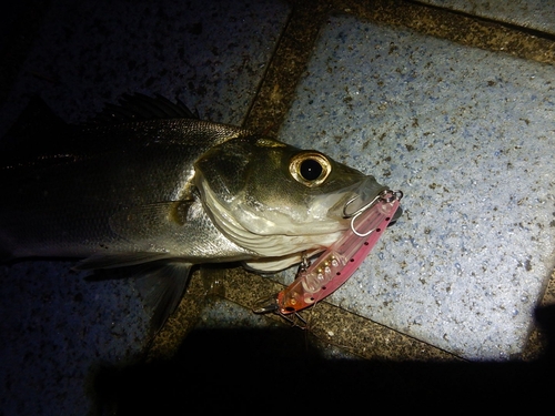 セイゴ（マルスズキ）の釣果