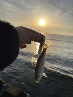 コノシロの釣果