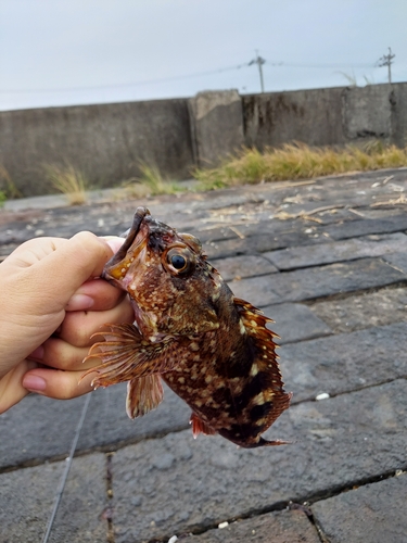 アラカブの釣果