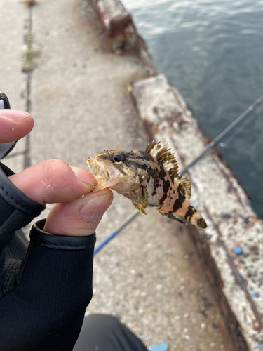 タケノコメバルの釣果