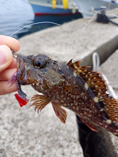 アラカブの釣果