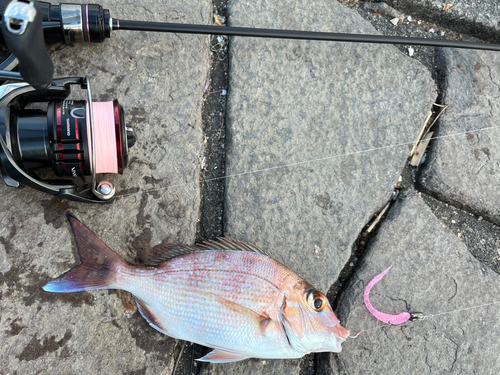 マダイの釣果