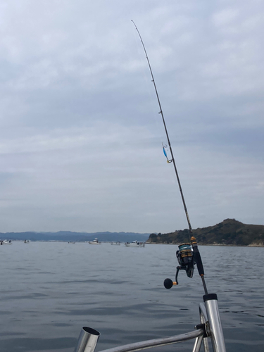 ハマチの釣果