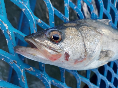 フッコ（マルスズキ）の釣果