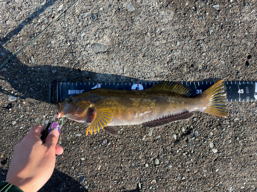 アブラコの釣果