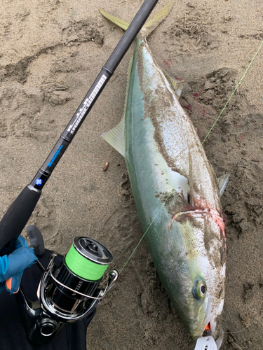 ブリの釣果