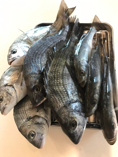 セイゴ（タイリクスズキ）の釣果