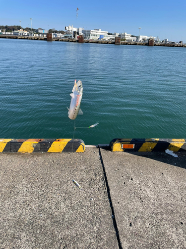 イワシの釣果