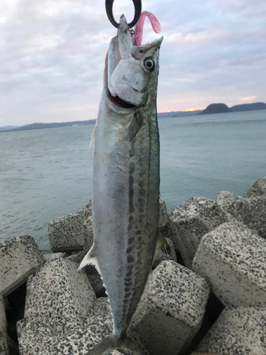 サゴシの釣果