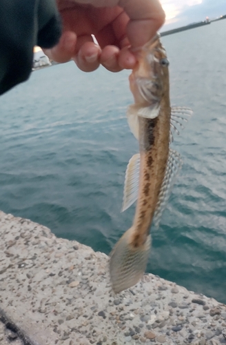 ハゼの釣果