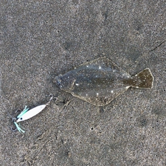 ソゲの釣果