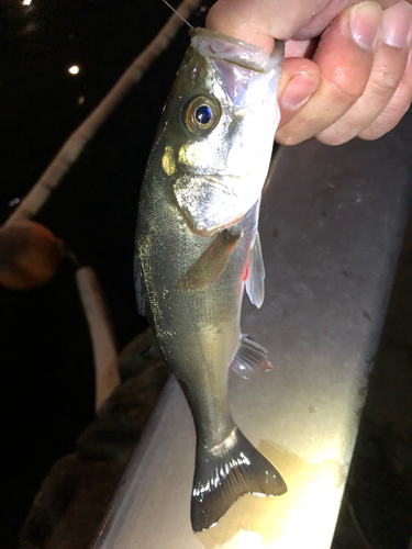 セイゴ（マルスズキ）の釣果