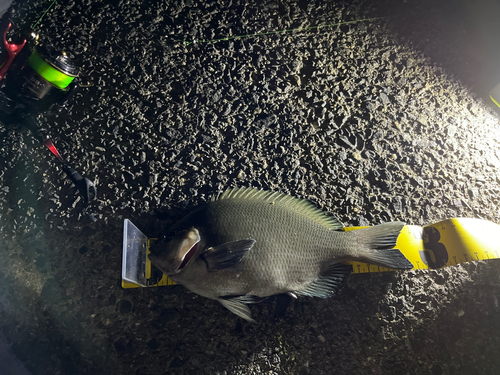 クチブトグレの釣果