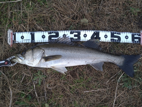 スズキの釣果