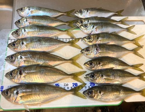 アジの釣果