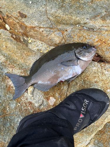 メジナの釣果