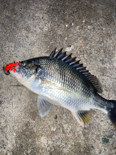 キビレの釣果