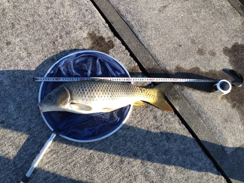 コイの釣果