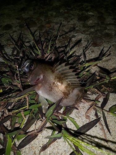 メバルの釣果