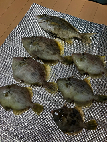 カワハギの釣果