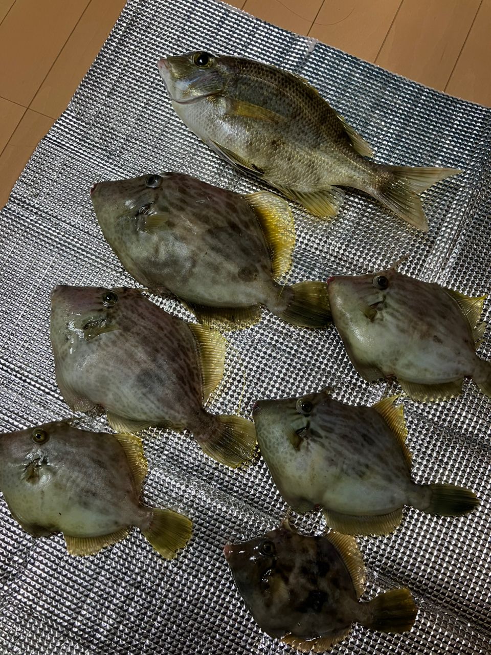 さったさんの釣果 2枚目の画像