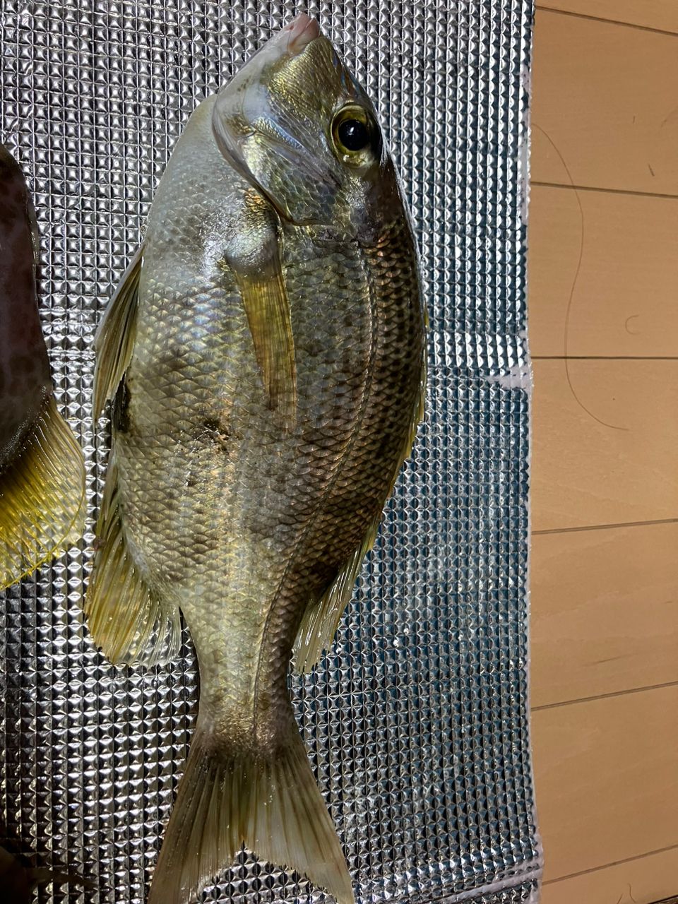 さったさんの釣果 3枚目の画像