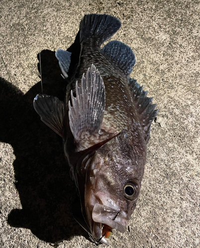 ソイの釣果