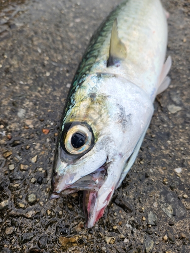 サバの釣果