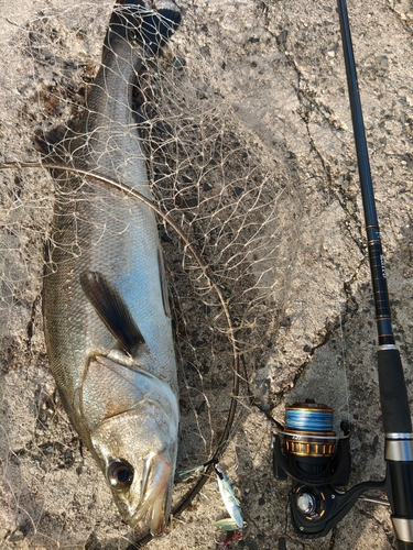 スズキの釣果