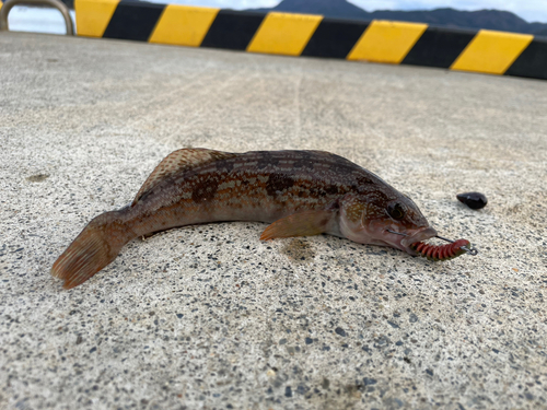 アイナメの釣果