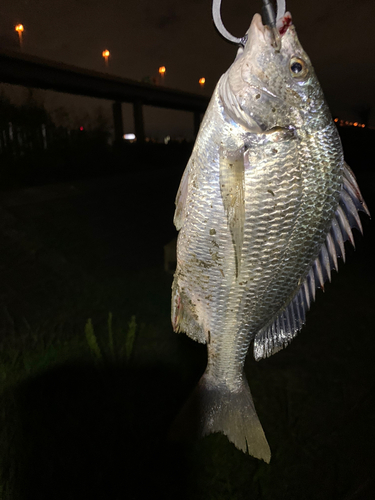 キビレの釣果