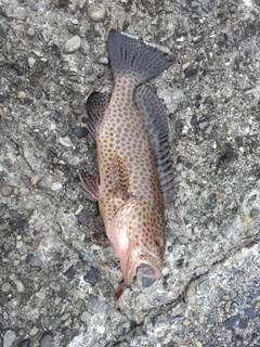 オオモンハタの釣果