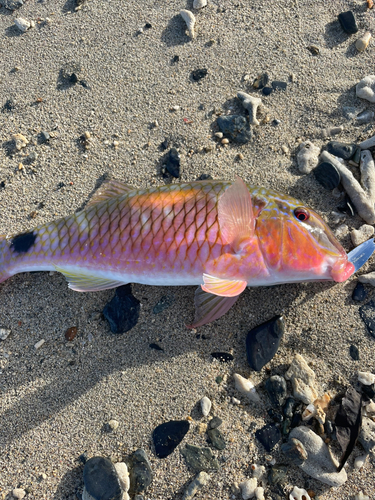 コバンヒメジの釣果