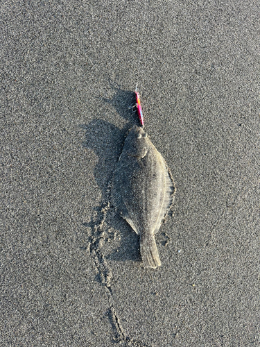 ソゲの釣果