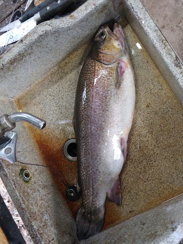 トラウトの釣果