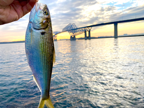 コノシロの釣果