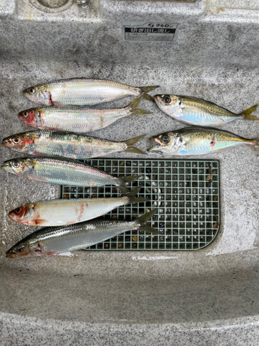 メアジの釣果