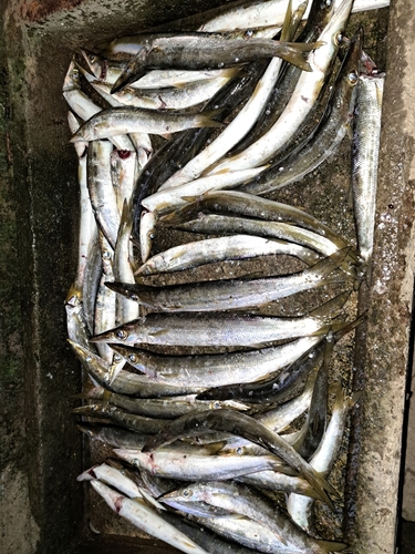 カマスの釣果