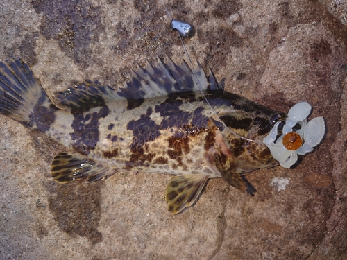 タケノコメバルの釣果