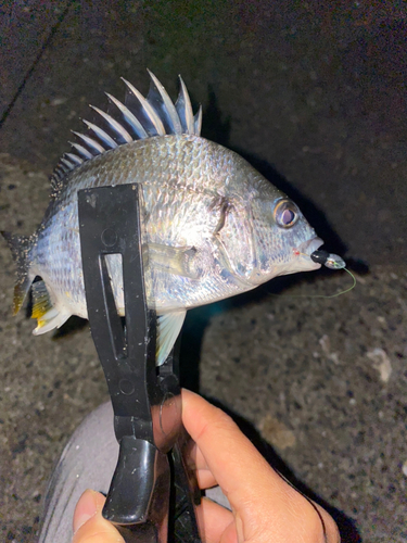 キビレの釣果