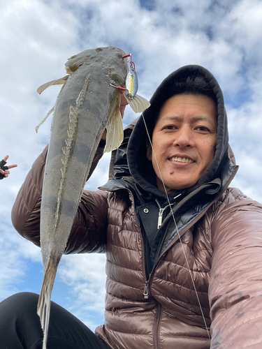 マゴチの釣果