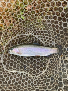 トラウトの釣果