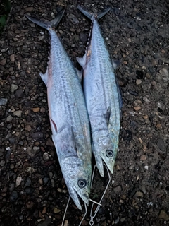 サゴシの釣果