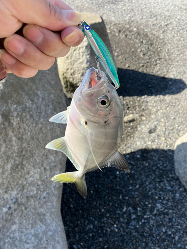 メッキの釣果