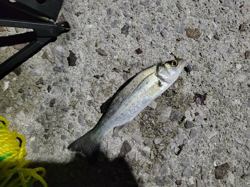 フッコ（マルスズキ）の釣果