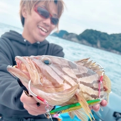 ホウキハタの釣果