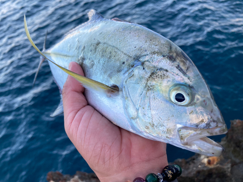 カスミアジの釣果