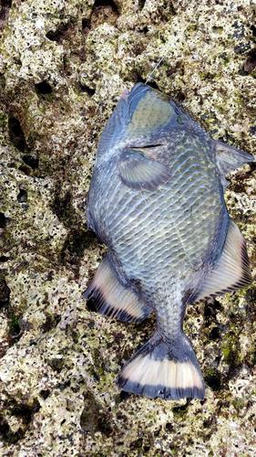 ゴマモンガラの釣果